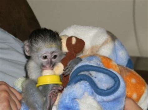 Xxx) xxx-xxx0">Hello, I got some angelic baby Marmoset ready for new Loving homes. . Monkeys for sale in arkansas